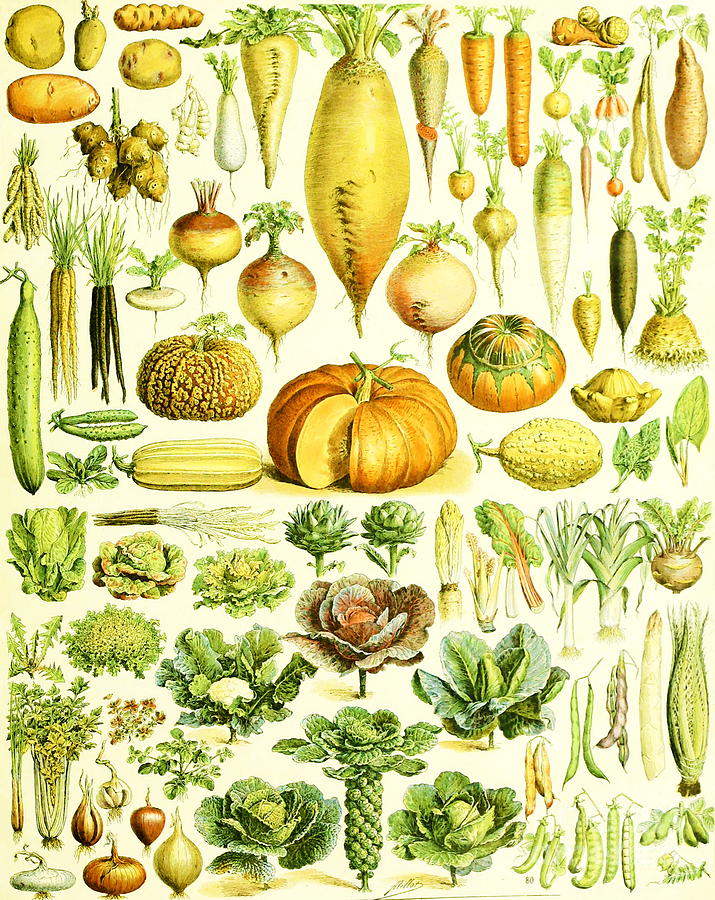 Adolphe Millot - Vegetables Painting by Alexandra Arts