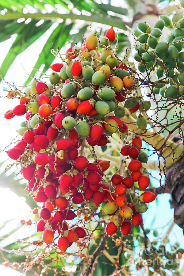 Adonidia merrillii Christmas Palm Ornamental Hawaii Tropical Palm Fruits Red Manila  Photograph by Sharon Mau