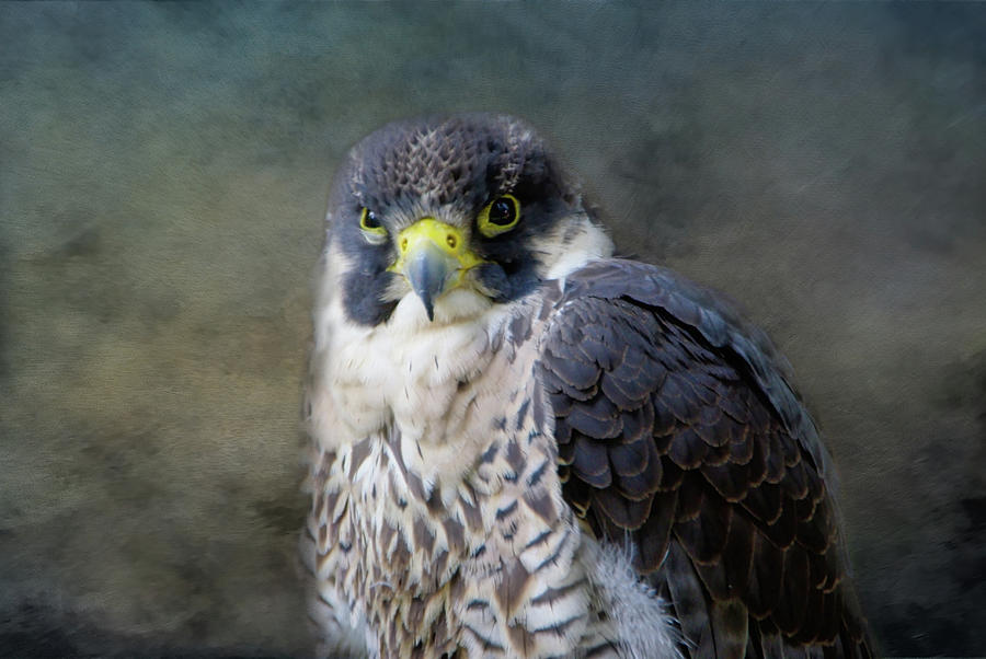 Adonis, the Peregrine Falcon Photograph by Marilyn Wilson