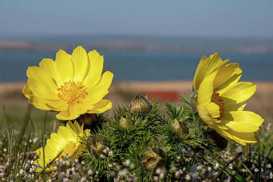 Adonis vernalis Photograph by Andreas Levi
