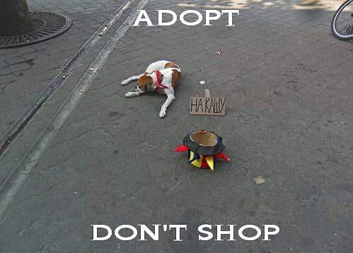 Adopt - do not shop Photograph by Anna Severchuk - Pixels