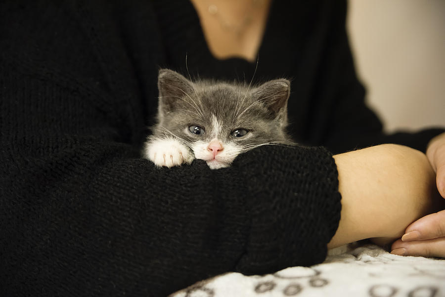 Adorable 5 weeks kitten in young womans arms. Photograph by Martinedoucet