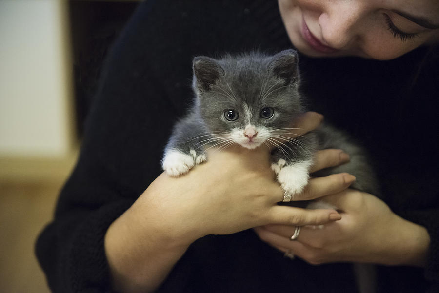 Adorable 5 weeks polydactyl kitten in young womans arms. Photograph by Martinedoucet
