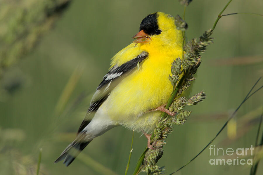 Adorable American Goldfinch Photograph By Brian Baker Fine Art America