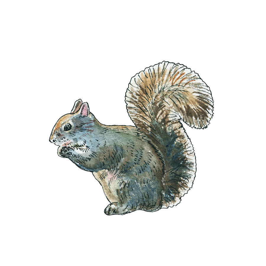 Adorable And Super Cute Silver Gray Squirrel With Nut Watercolor  Painting by Irina Sztukowski