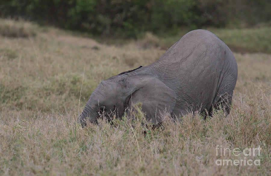 Adorable Baby African Elephant Rolling Around And Playing In The Grass In The Wild Masai Mara, Kenya Photograph by Nirav Shah