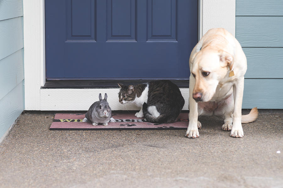 Adorable bunny medium-size dog, and cat hanging out together on front porch Photograph by FatCamera