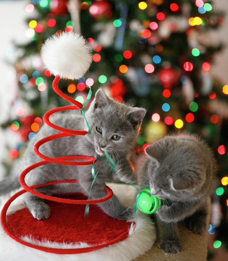 Christmas Photograph - Adorable Christmas Kittens by Marilyn Hunt