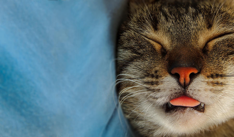 Adorable cute tabby cat peacefully sleeping with tongue sticking out