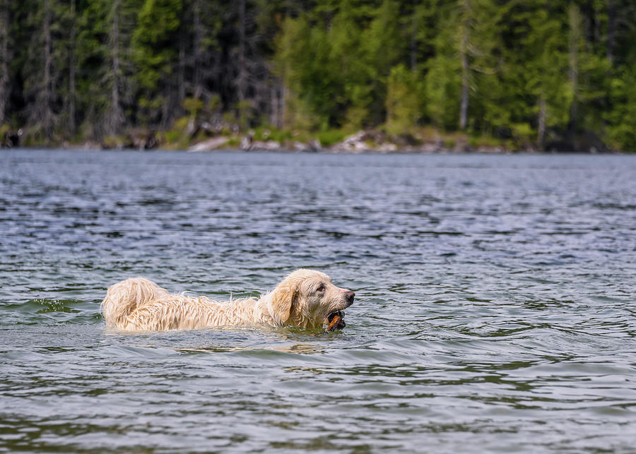 Adorable Dog Playing In The Water Photograph