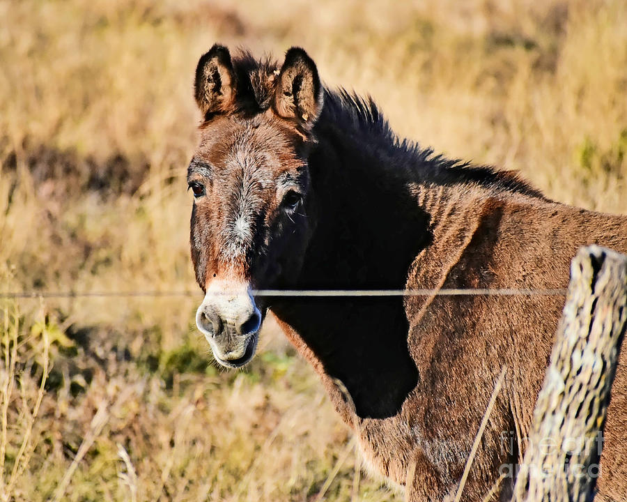 Adorable Donkey Photograph by Kathy M Krause