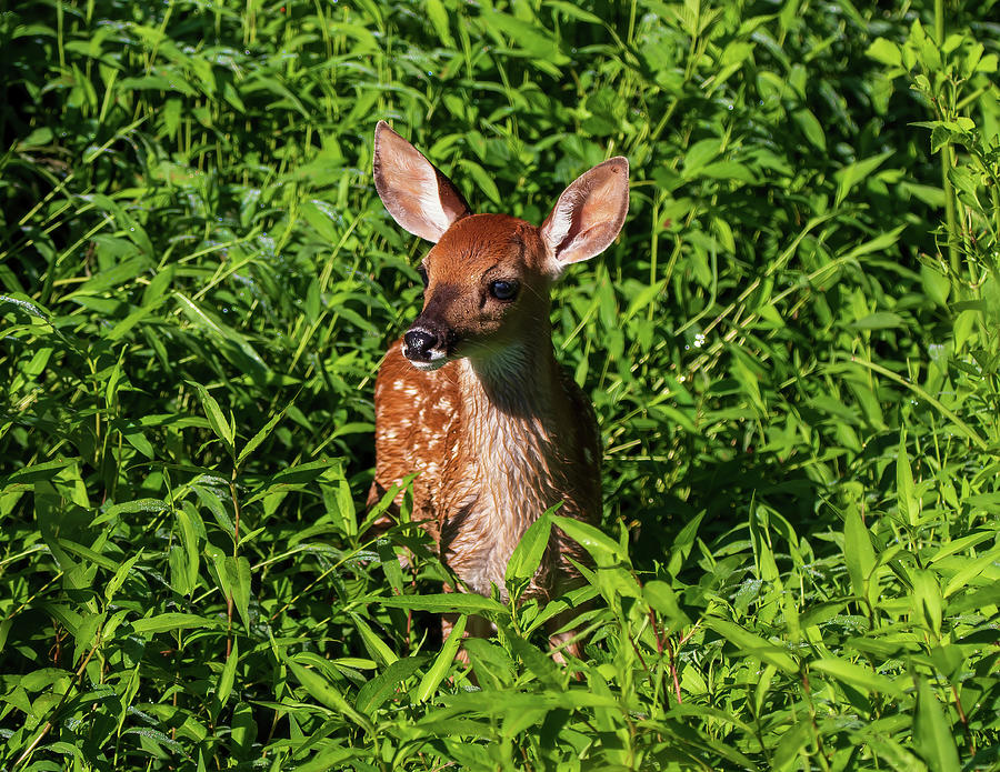Adorable Fawn Photograph by Chad Meyer