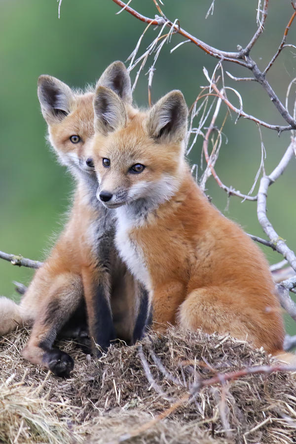 Adorable Fox Kits Photograph by Brook Burling