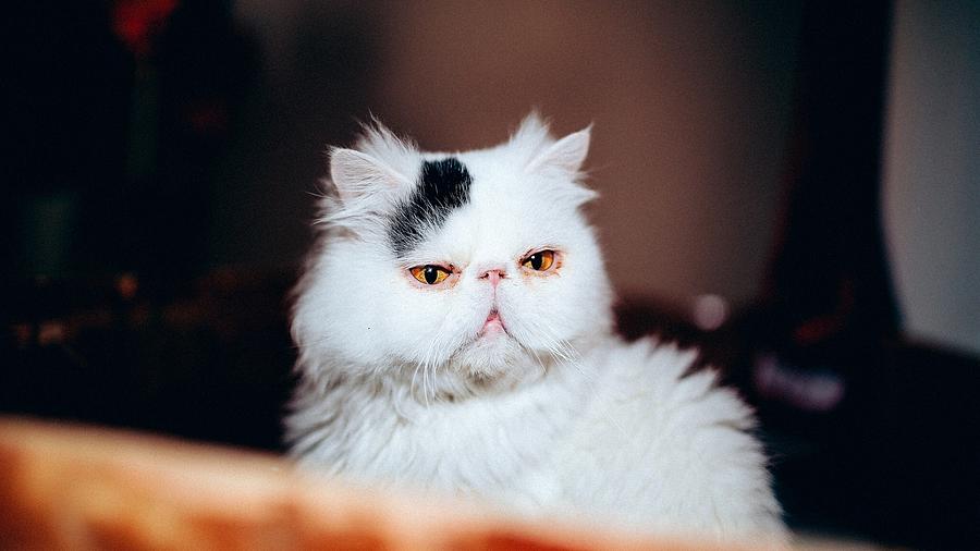 Adorable Furry Cat Funny Face Expression Ultra HD Photograph by ...