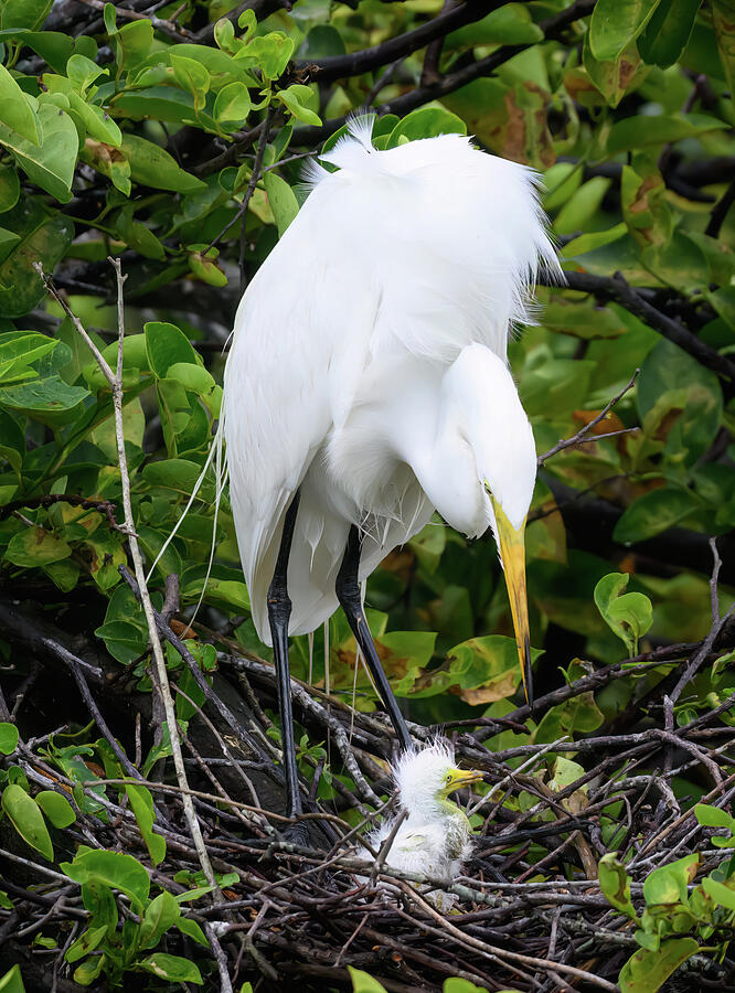 Adorable Great Egret Chick Photograph by Angie Mossburg