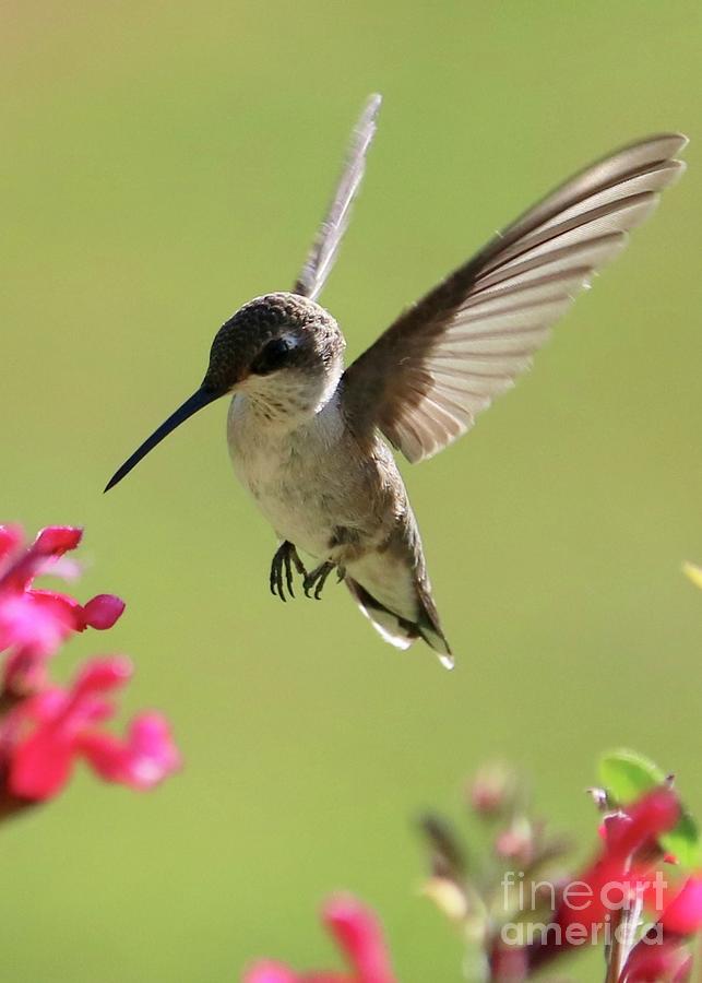 Adorable Hummingbird In Green Photograph