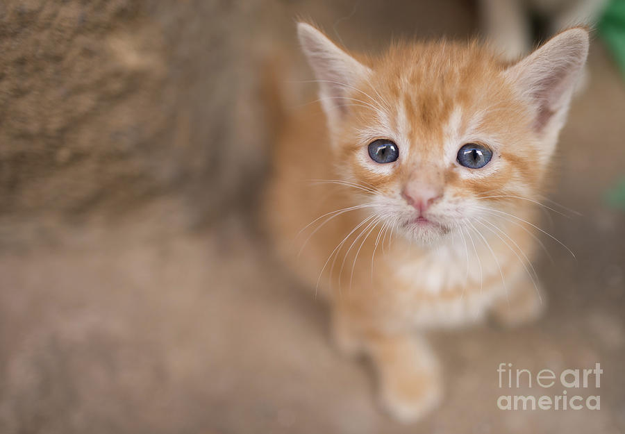 Kitten Photograph - Adorable Kitten by Eva Lechner
