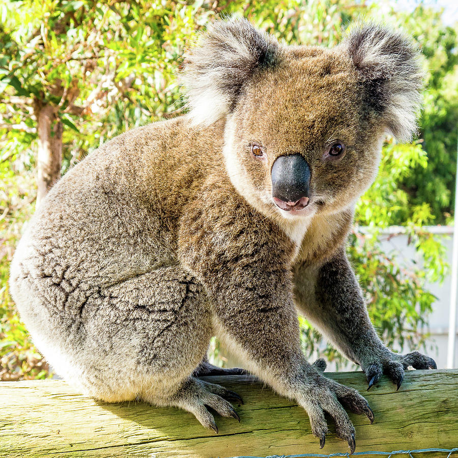Adorable Koala- Albany, Australia Photograph by David Morehead