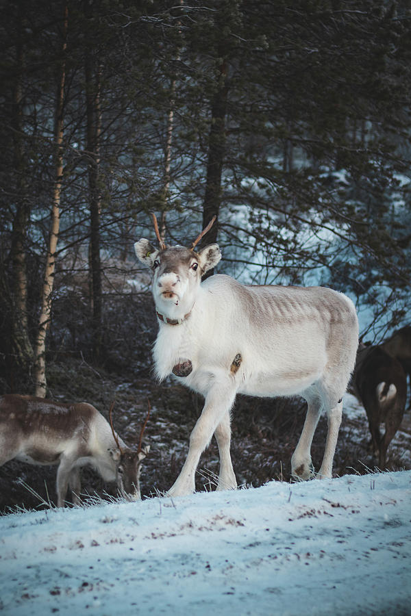 Adorable, majestic and shaggy reindeer in Finnish scenery Photograph by Vaclav Sonnek