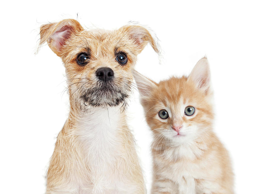Dog Photograph - Adorable orange kitten and puppy closeup by Good Focused