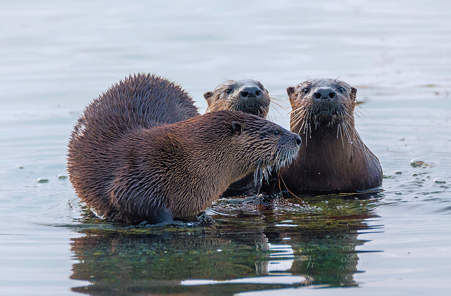 Wildlife Photograph - Adorable Otter Family by Loree Johnson