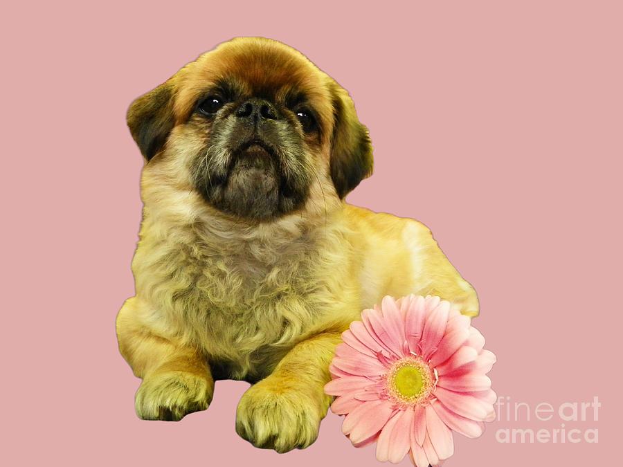 Adorable Pekingese With A Pink Gerber Daisy Pink Background Photograph