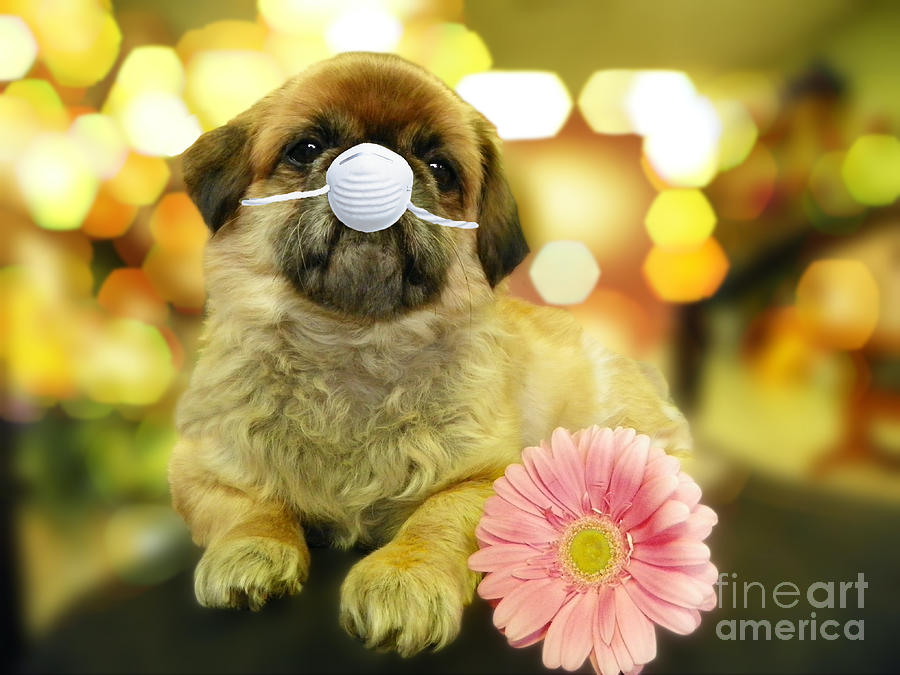 Adorable Pekingese With A Pink Gerber Daisy Wearing A Mask Photograph