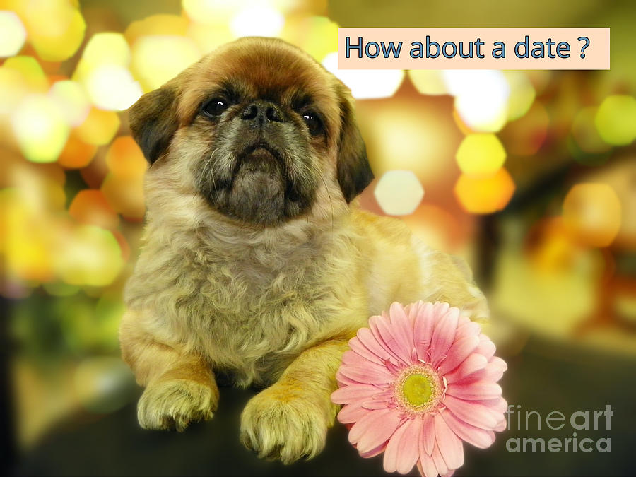Adorable Pekingese With A Pink Gerber Daisy With Text Asking How About A Date? Photograph
