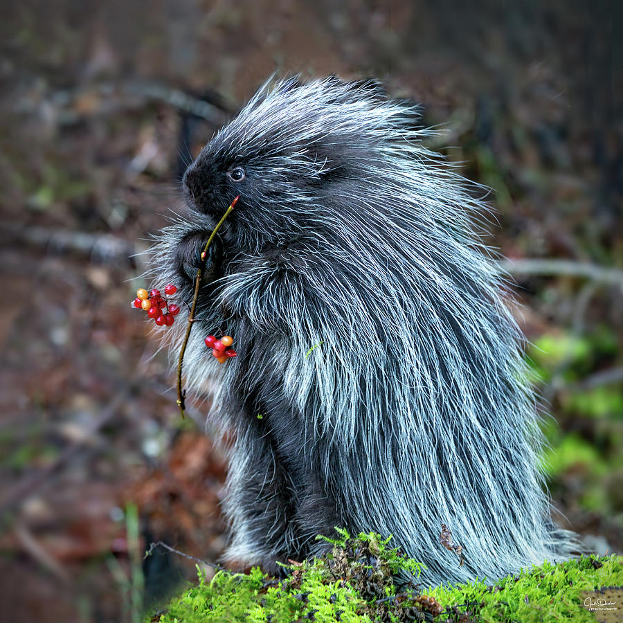 Porcupines Photograph - Adorable Porcupine by Judi Dressler