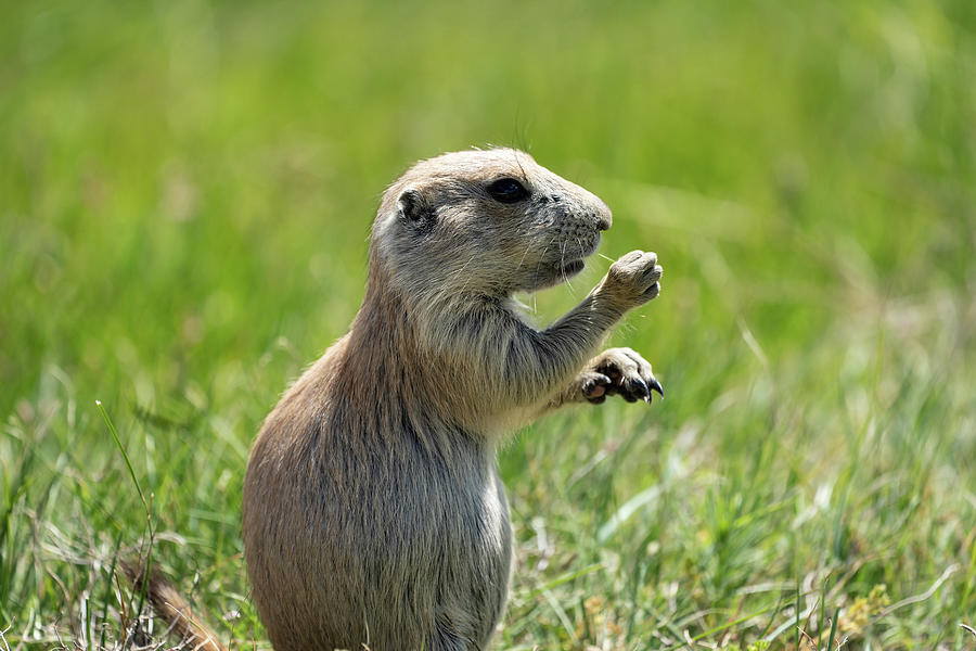 Adorable prairie dog eats grass. Taken at Devils Tower National ...