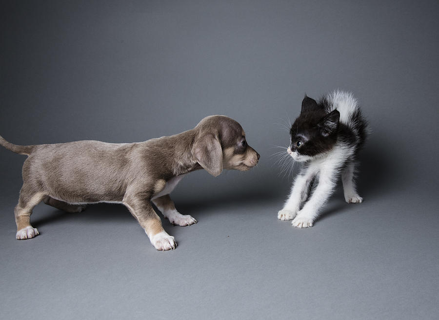 Adorable Puppy Scaring a Kitten - The Amanda Collection Photograph by Amandafoundation.org