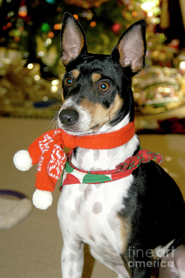 Adorable rat terrier in a Christmas scarf sits still for his animal portrait. Photograph by Gunther Allen