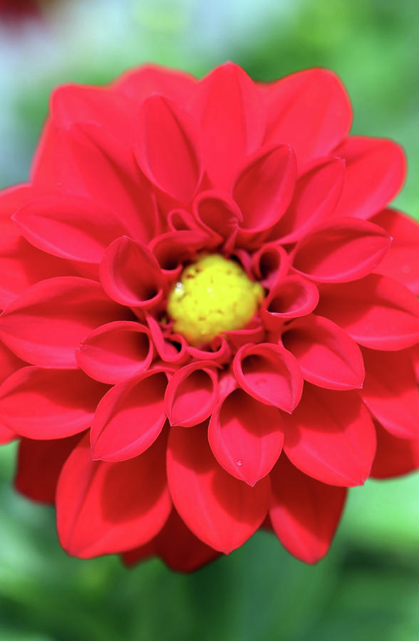 Adorable Red Garden Dahlia by Johanna Hurmerinta Adorable Red Garden Dahlia by Johanna Hurmerinta