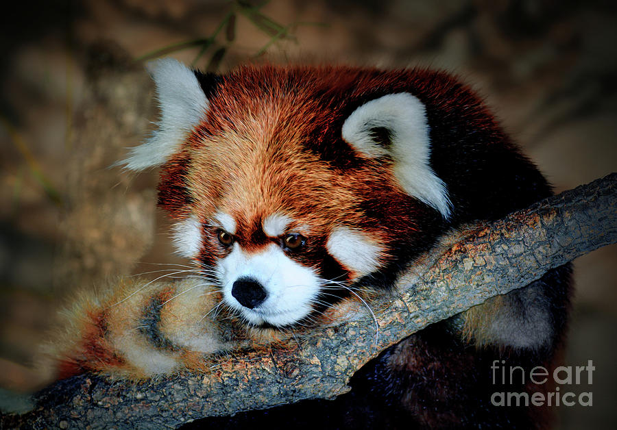 Adorable Red Panda Photograph by Savannah Gibbs