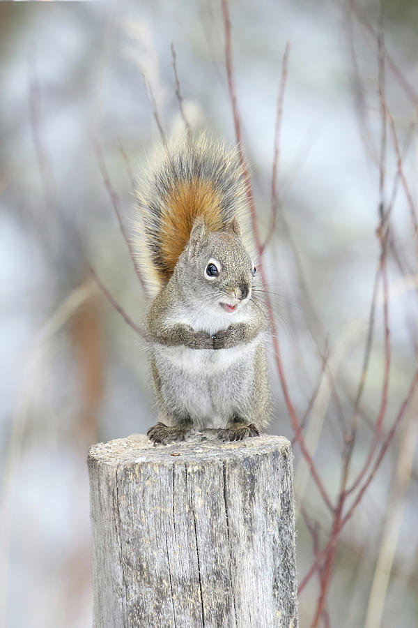 Adorable Red Squirrel Photograph by Brook Burling