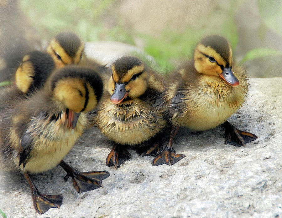 Adorable Siblings  Mallard Ducklings Photograph by Elaine Manley
