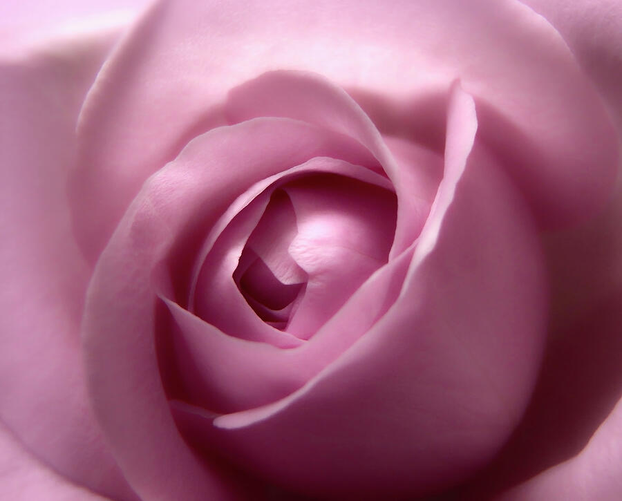 Adorable Soft Pink Rose Macro Photo Photograph by Johanna Hurmerinta
