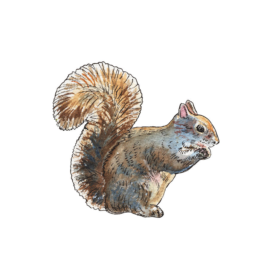 Adorable Super Cute Brown Beige Squirrel With Nut Watercolor  Painting by Irina Sztukowski