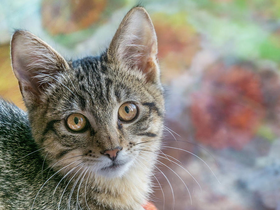 Adorable Tabby Kitten with Yellow eyes Photograph by Jean Noren
