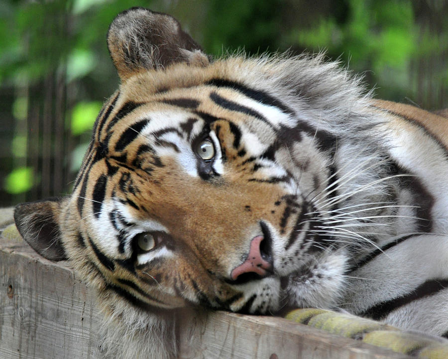 Adorable tiger Photograph by Melissa Roe - Fine Art America