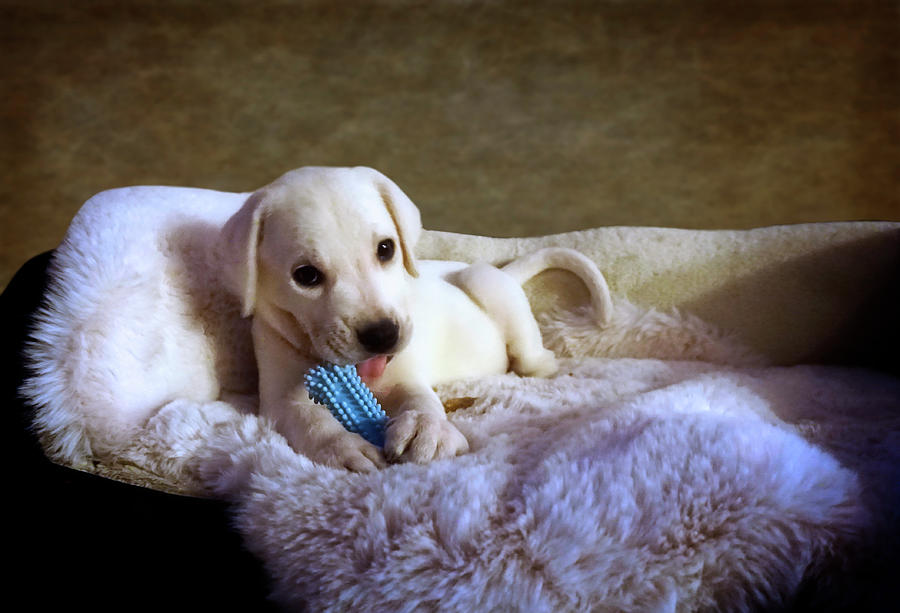 Adorable White Lab Puppy Photograph by Waterdancer