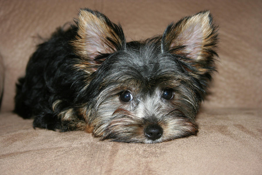 Adorable Yorkie Puppy 2 Photograph by Dawn Richards