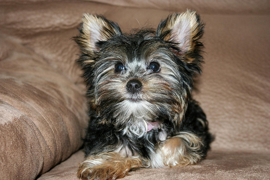 Adorable Yorkie Puppy 3 Photograph by Dawn Richards