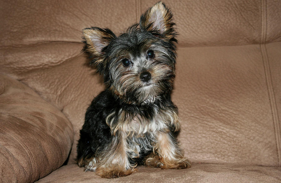Adorable Yorkie Puppy Photograph by Dawn Richards