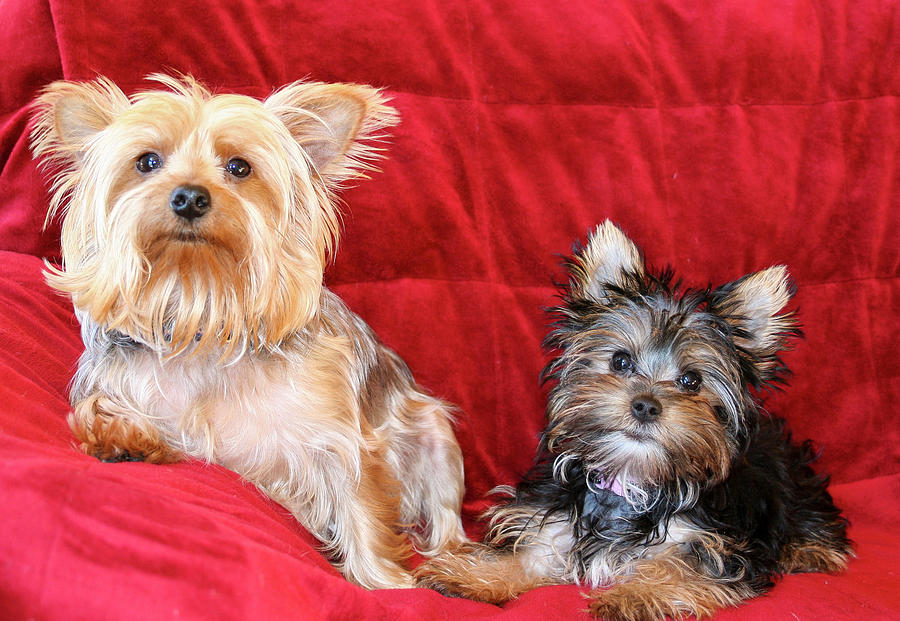 Adorable yorkie puppy pair Photograph by Dawn Richards