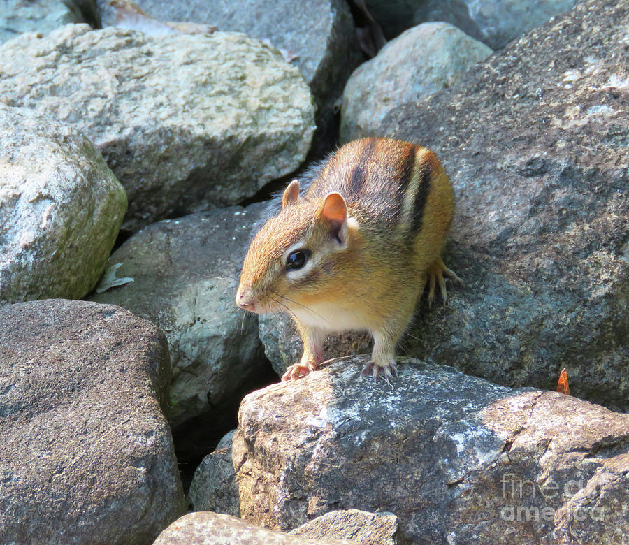 Adorably Innocent Chipmunk. The Victory Garden Collection. Photograph by Amy E Fraser