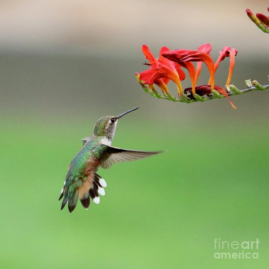 Adoring Hummingbird with Red Flower Photograph by Carol Groenen
