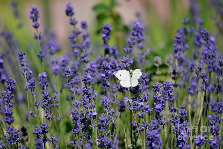 Adrift in a Sea of Lavender Photograph by Denise Bruchman