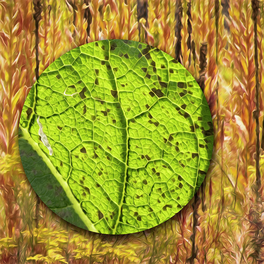 Adrift In The Velvet Leaf Forest Digital Art by Becky Titus