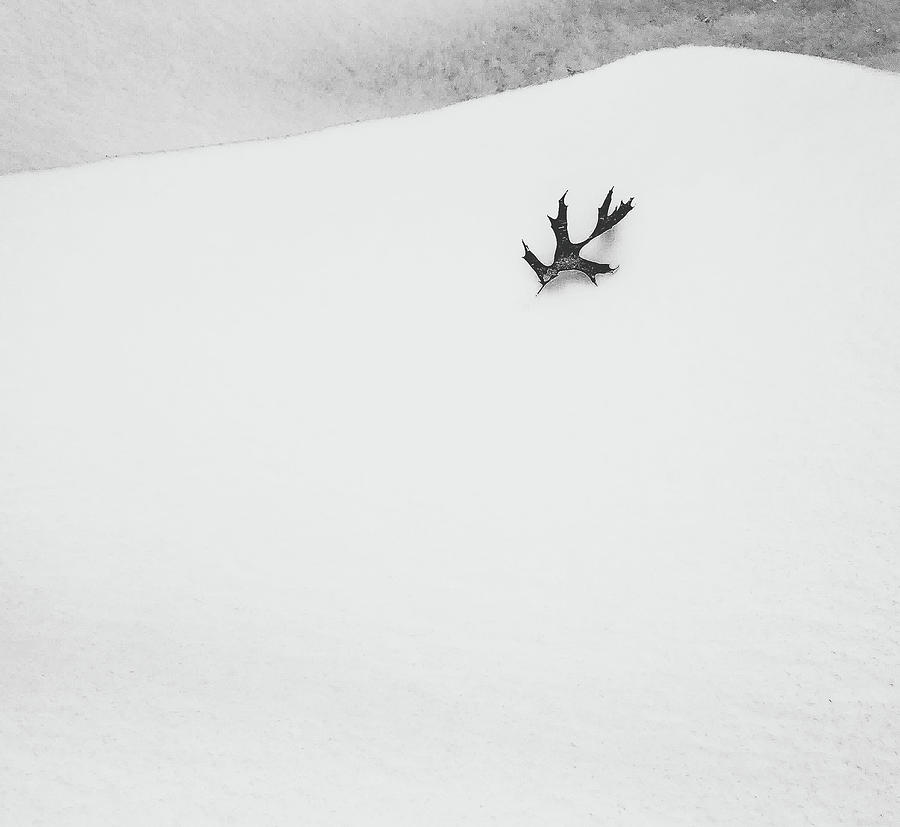 Adrift on a snowbank Photograph by Bruce Carpenter